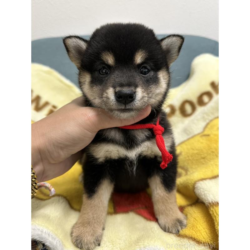 販売中の岡山県の柴犬-413996の1枚目