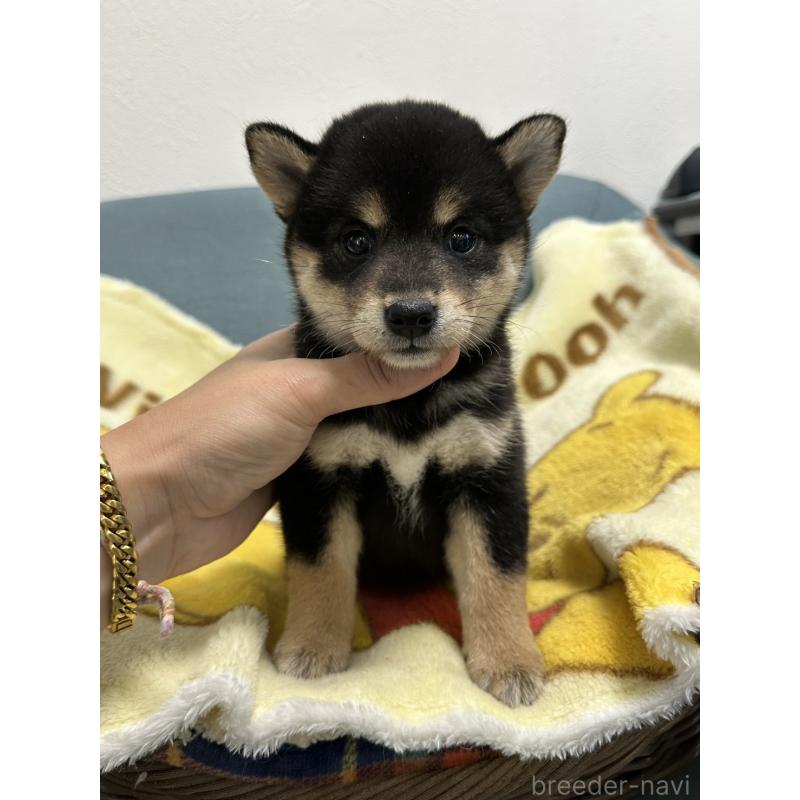 販売中の岡山県の柴犬-413996の4枚目