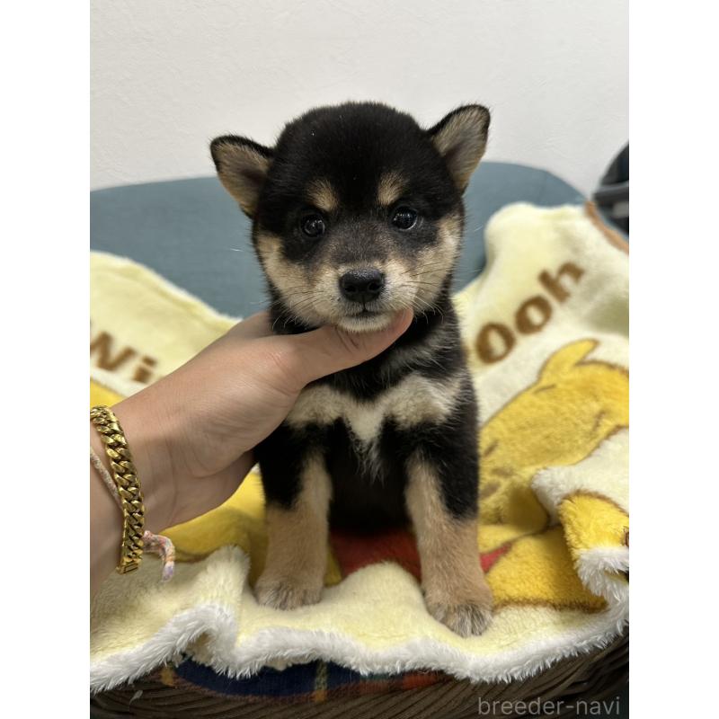 販売中の岡山県の柴犬-413996の3枚目
