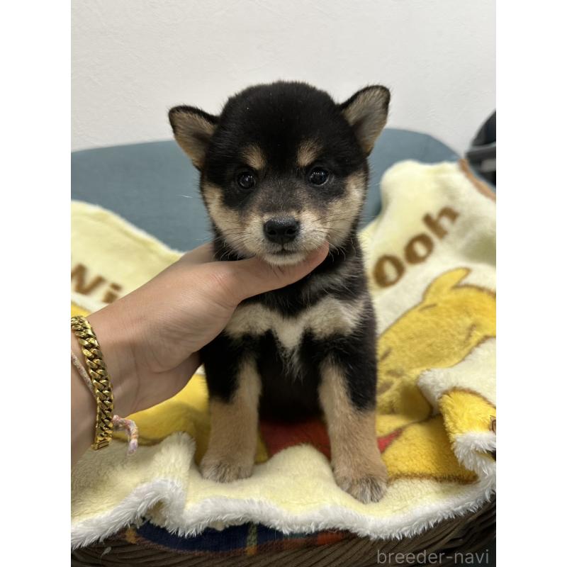 販売中の岡山県の柴犬-413996の2枚目