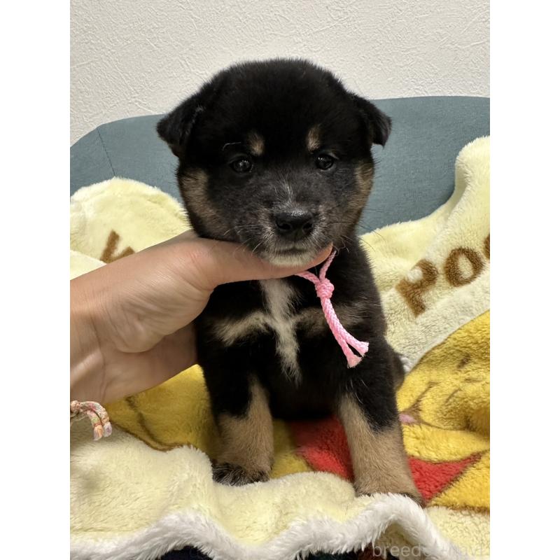 販売中の岡山県の柴犬-413997の6枚目