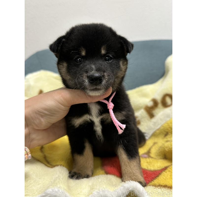 販売中の岡山県の柴犬-413997の5枚目