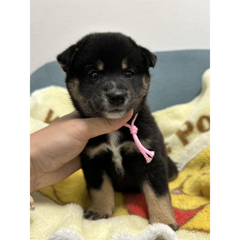 販売中の岡山県の柴犬-413997の4枚目