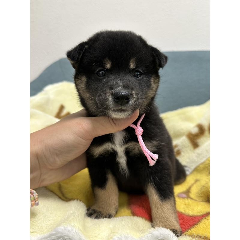 販売中の岡山県の柴犬-413997の3枚目