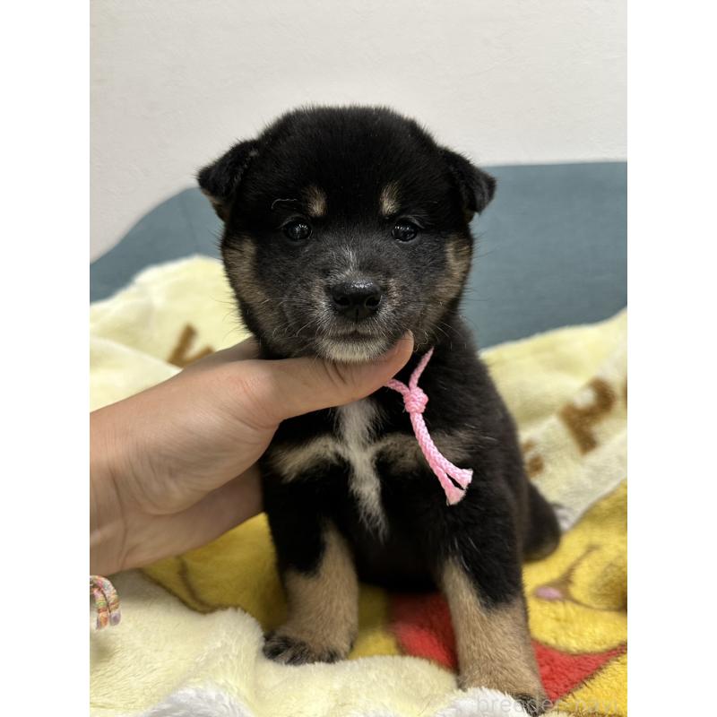販売中の岡山県の柴犬-413997