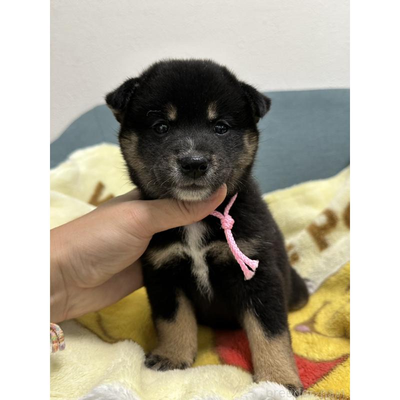 販売中の岡山県の柴犬-413997の2枚目