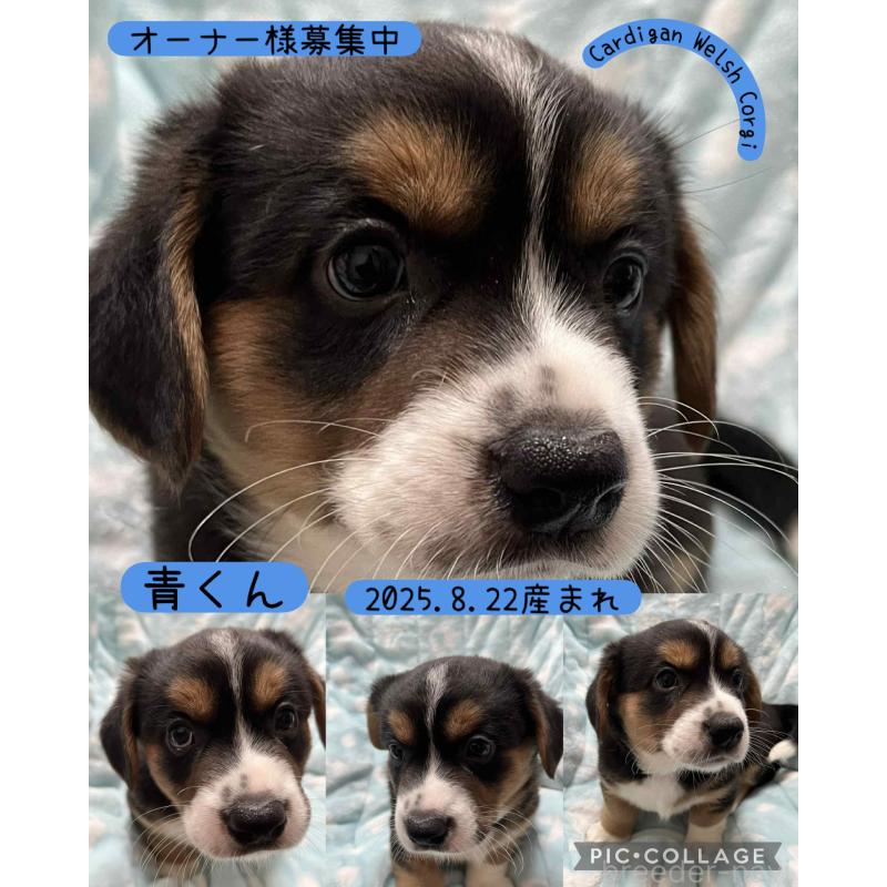 成約済の福岡県のウェルシュコーギーカーディガン-416739