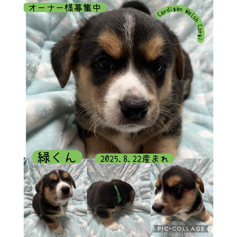 商談中の福岡県のウェルシュコーギーカーディガン-416742