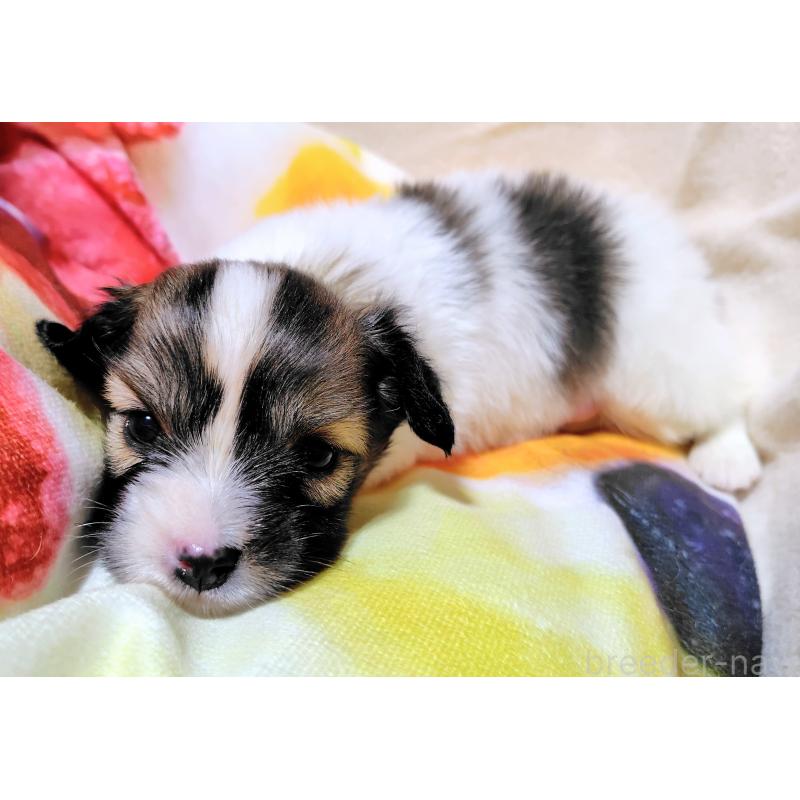 販売中の滋賀県のパピヨン-417437の8枚目