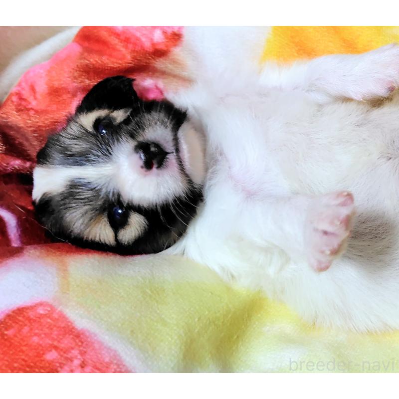 販売中の滋賀県のパピヨン-417437の7枚目