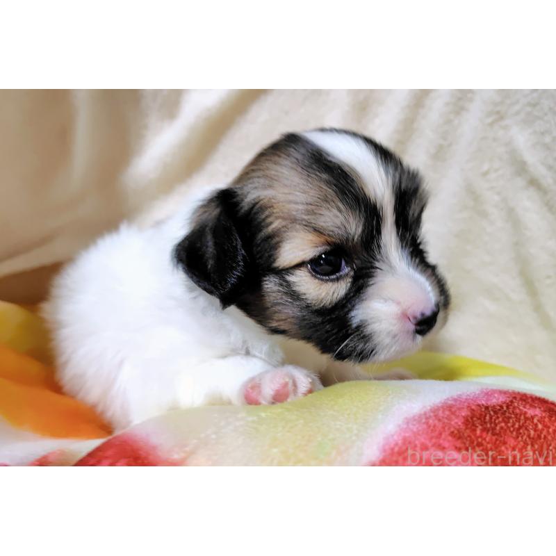 販売中の滋賀県のパピヨン-417437の5枚目