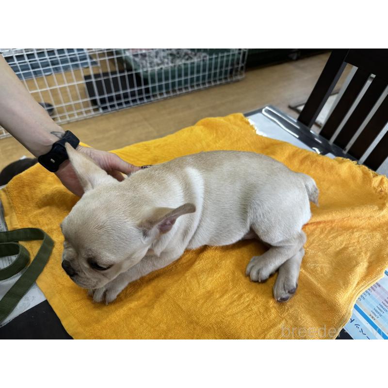 販売中の千葉県のフレンチブルドッグ-412672の3枚目