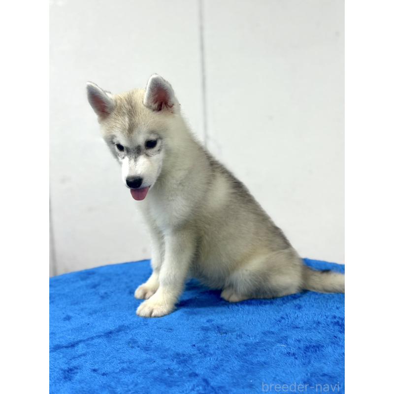 販売中の愛知県のシベリアンハスキー-417840の2枚目