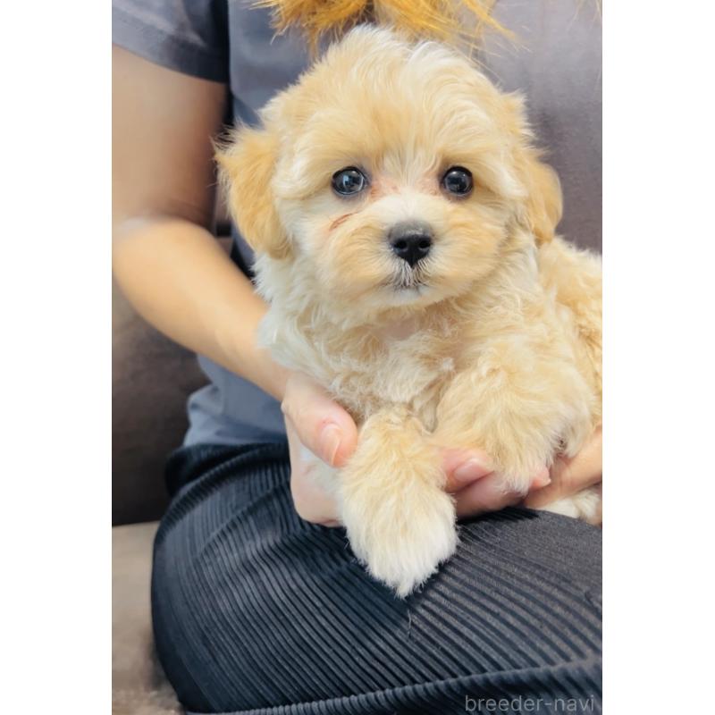 成約済の福岡県のミックス犬-414904の9枚目