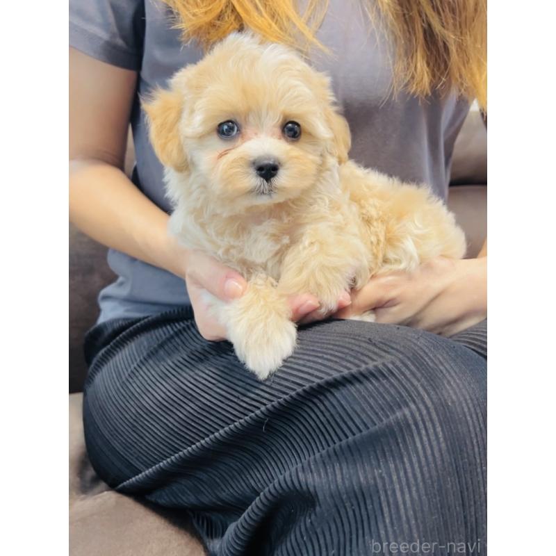 成約済の福岡県のミックス犬-414904の7枚目