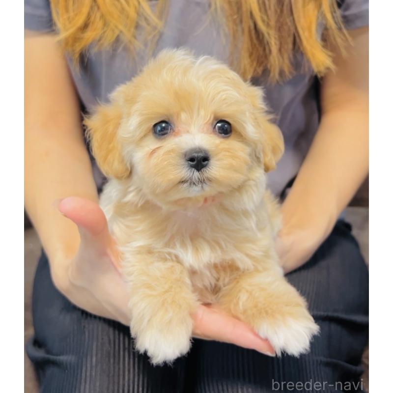 成約済の福岡県のミックス犬-414904の6枚目