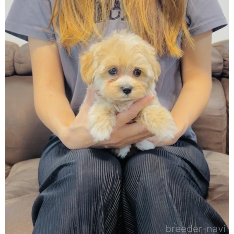 成約済の福岡県のミックス犬-414904の5枚目