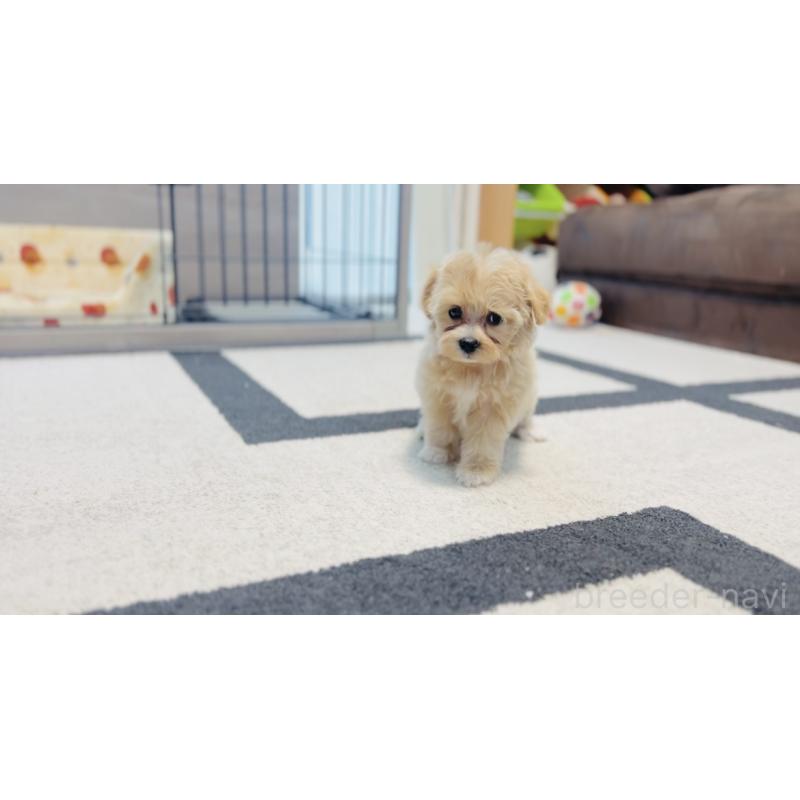 成約済の福岡県のミックス犬-414904の4枚目