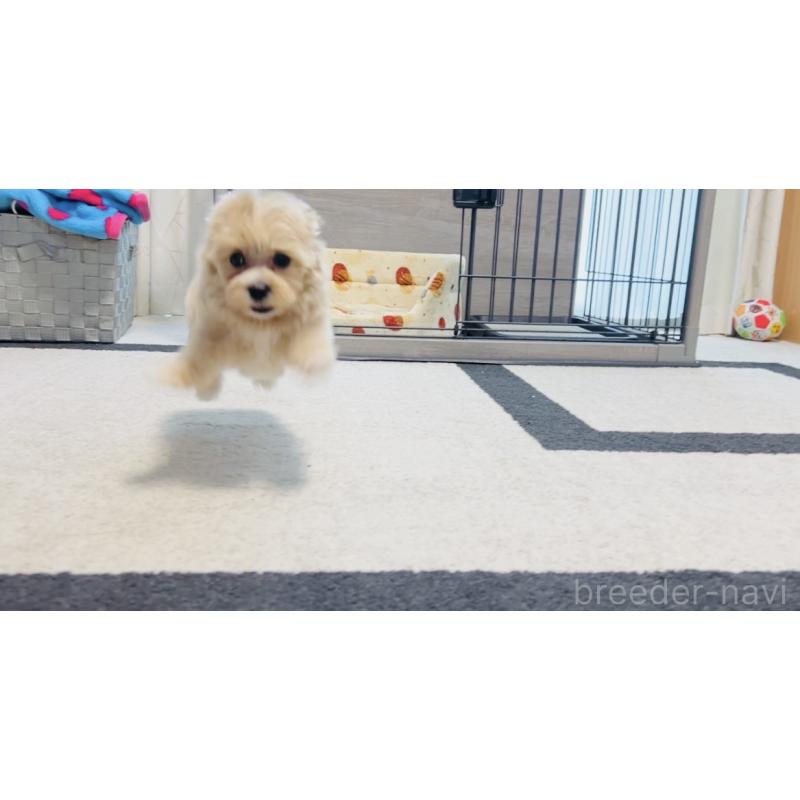 成約済の福岡県のミックス犬-414904の3枚目