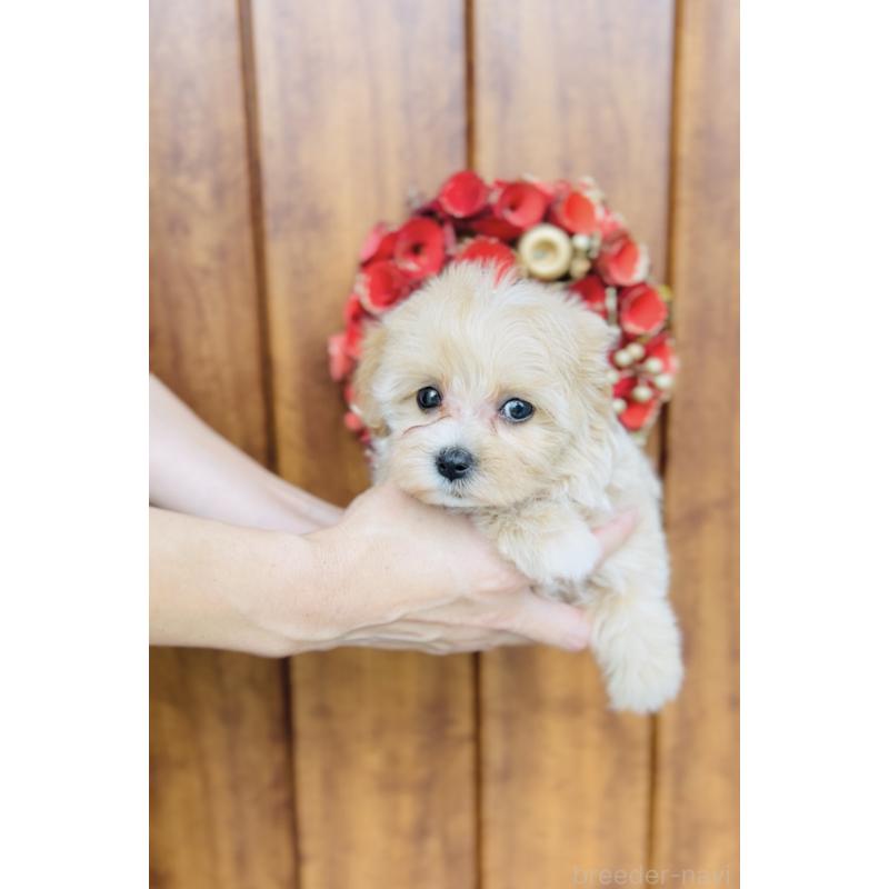 成約済の福岡県のミックス犬-414904の2枚目