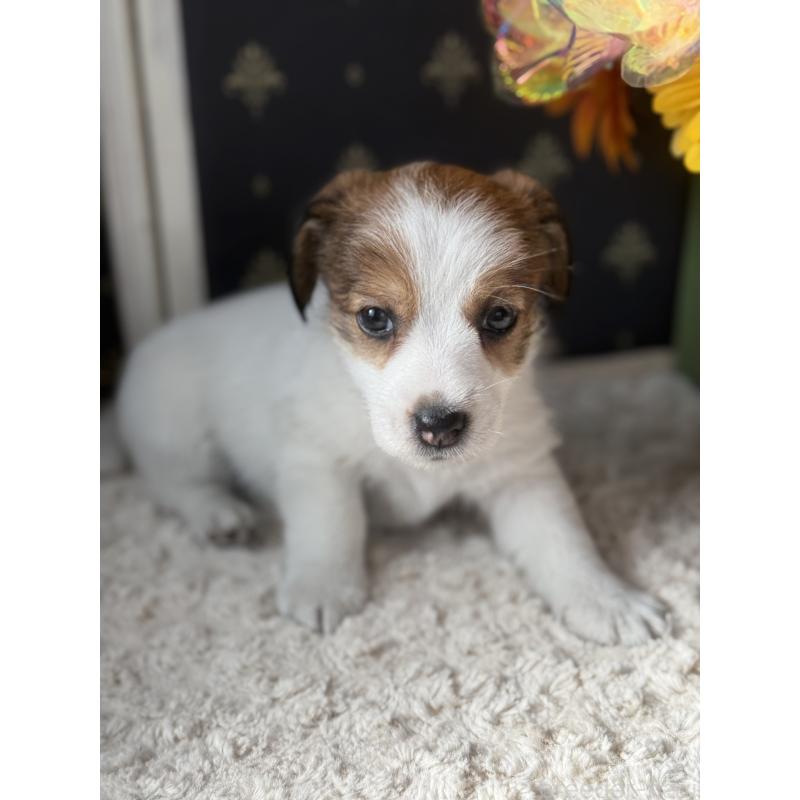 成約済の宮崎県のジャックラッセルテリア-415440の6枚目