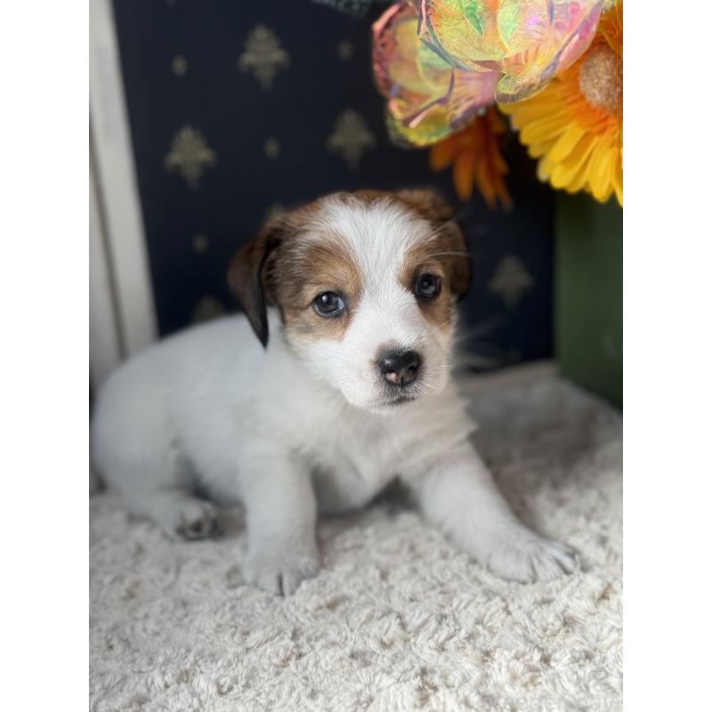 成約済の宮崎県のジャックラッセルテリア-415440の5枚目