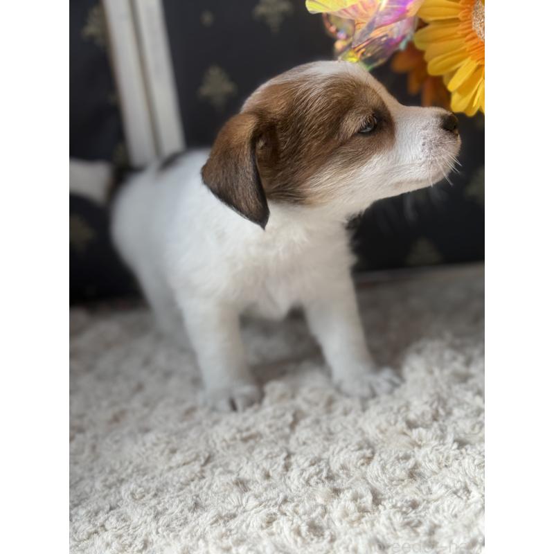 成約済の宮崎県のジャックラッセルテリア-415440の4枚目