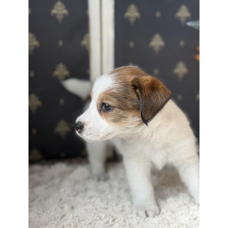 成約済の宮崎県のジャックラッセルテリア-415440の3枚目