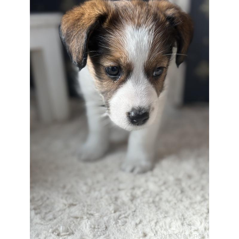 成約済の宮崎県のジャックラッセルテリア-415438の6枚目