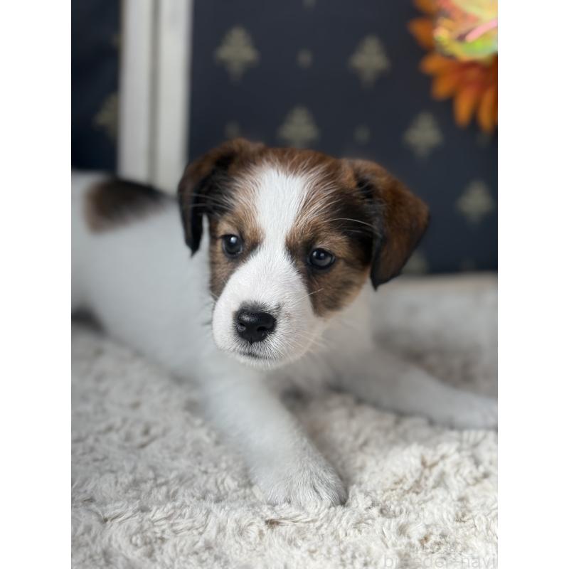 成約済の宮崎県のジャックラッセルテリア-415438の5枚目