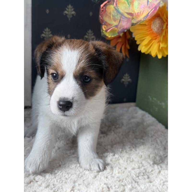 成約済の宮崎県のジャックラッセルテリア-415438の4枚目