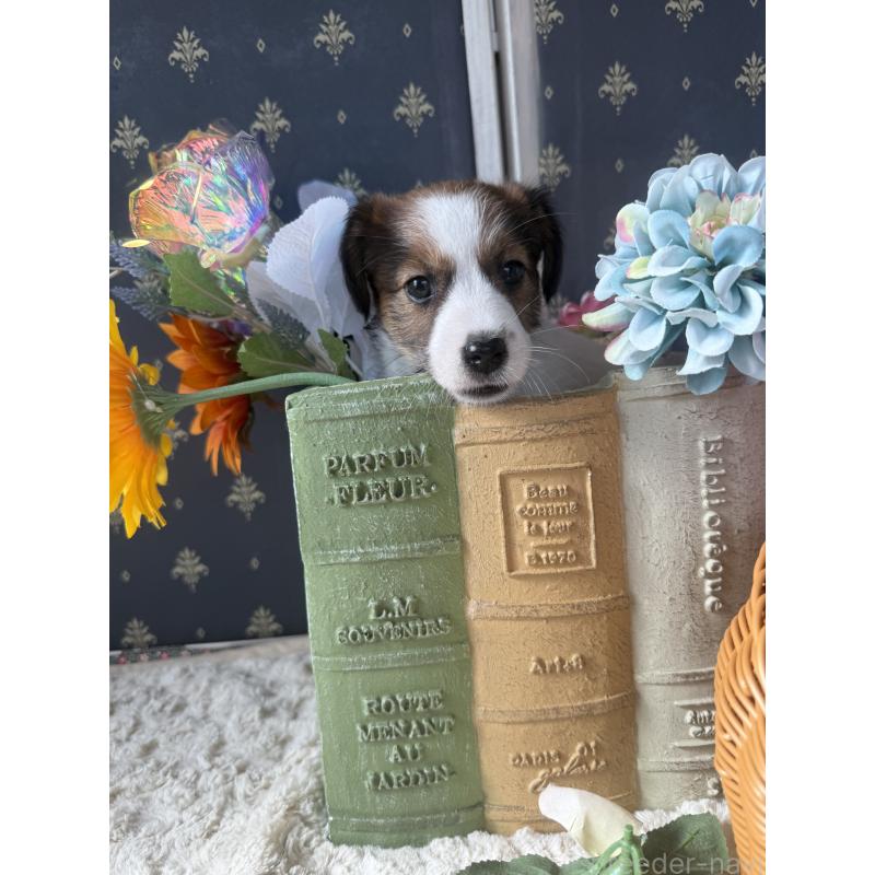 成約済の宮崎県のジャックラッセルテリア-415438の3枚目