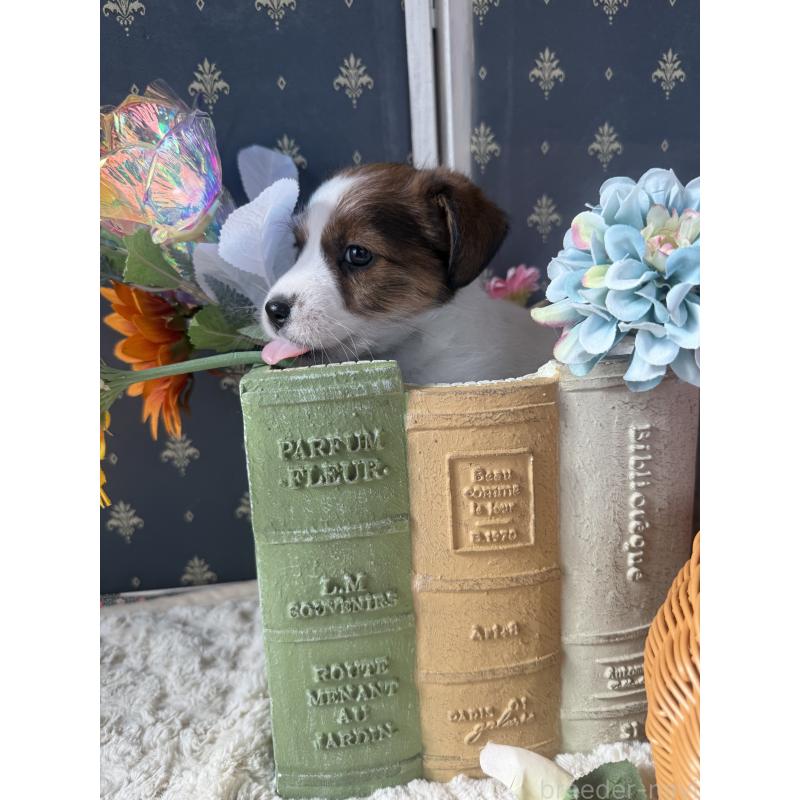 成約済の宮崎県のジャックラッセルテリア-415438の2枚目