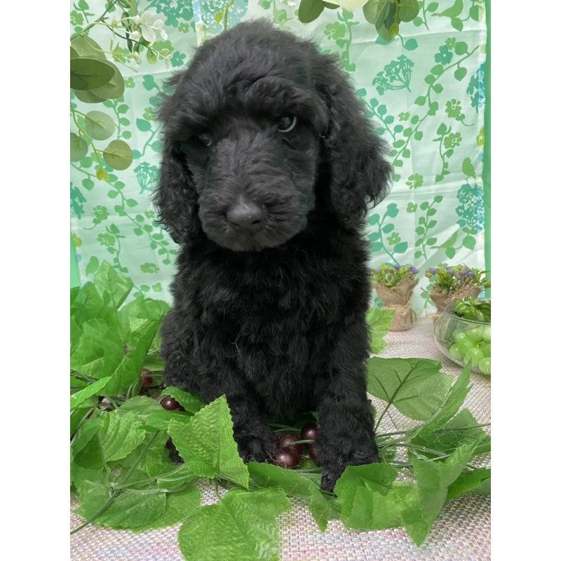 商談中の神奈川県のスタンダードプードル-413486の1枚目