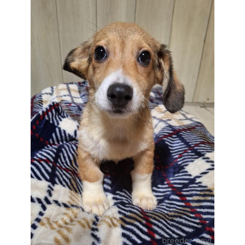 販売中の神奈川県のミックス犬-407123の12枚目