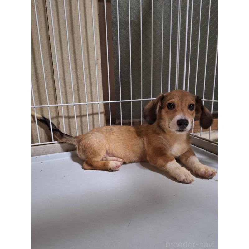 販売中の神奈川県のミックス犬-407123の11枚目