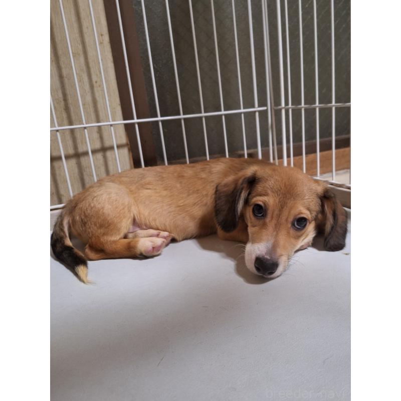 販売中の神奈川県のミックス犬-407123の10枚目