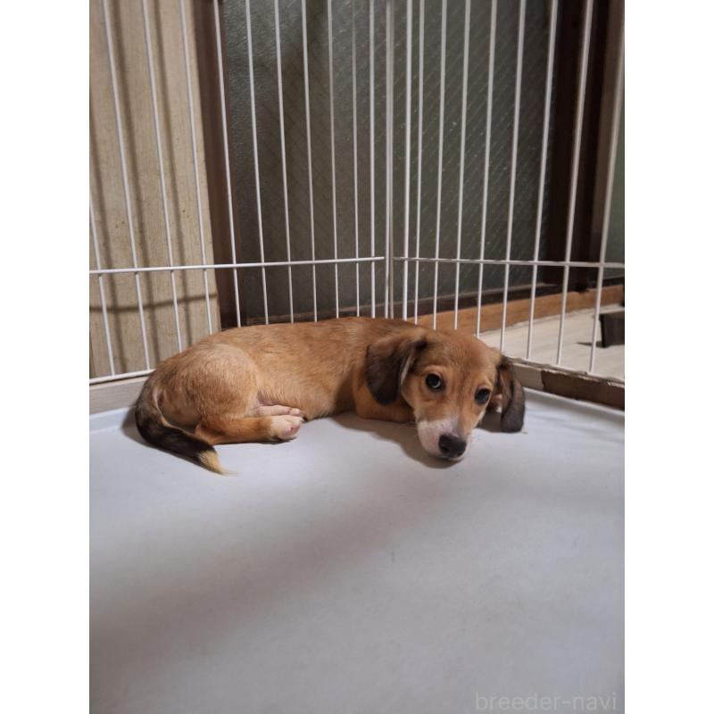 販売中の神奈川県のミックス犬-407123の9枚目