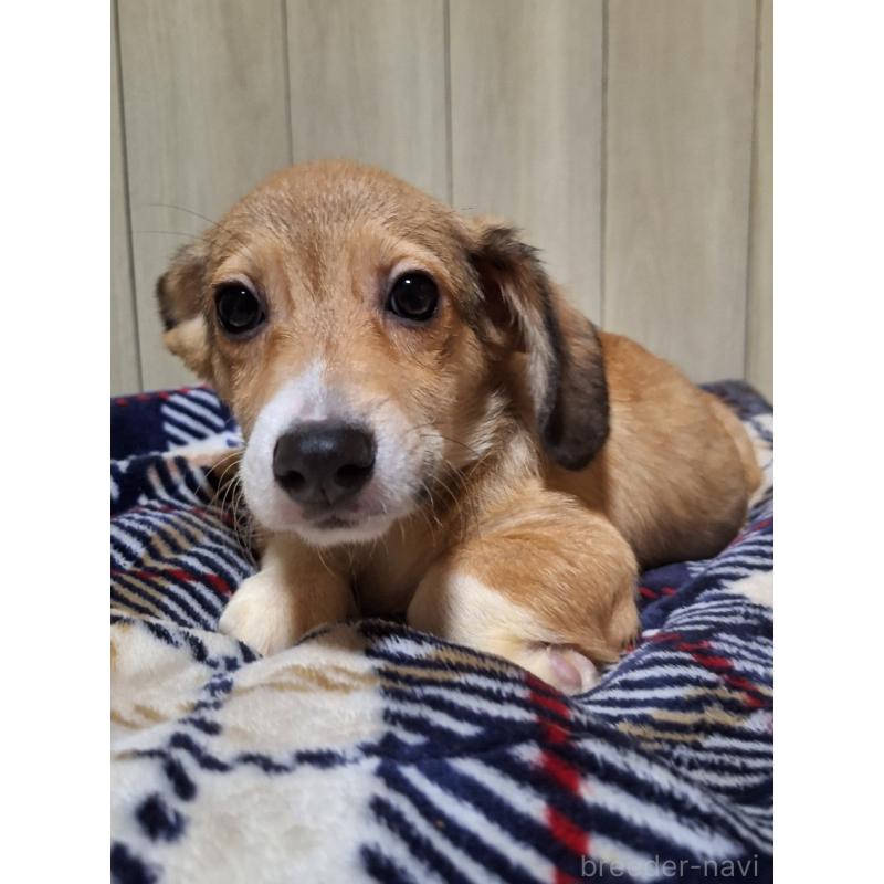 販売中の神奈川県のミックス犬-407123の8枚目