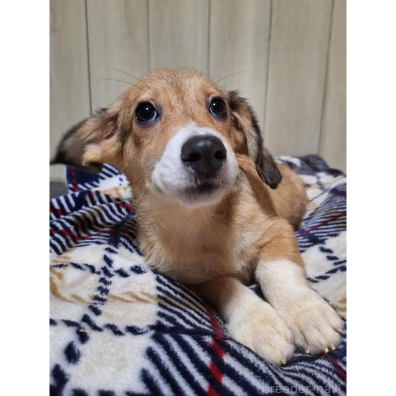 販売中の神奈川県のミックス犬-407123の7枚目