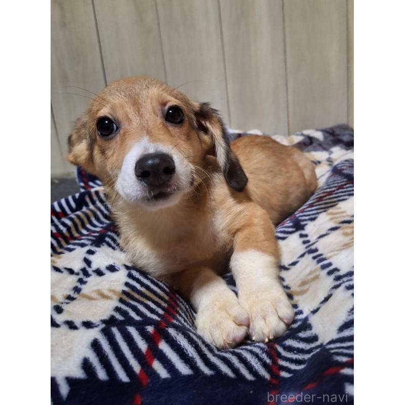 販売中の神奈川県のミックス犬-407123の6枚目