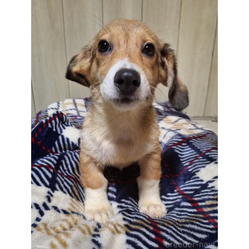 販売中の神奈川県のミックス犬-407123の5枚目