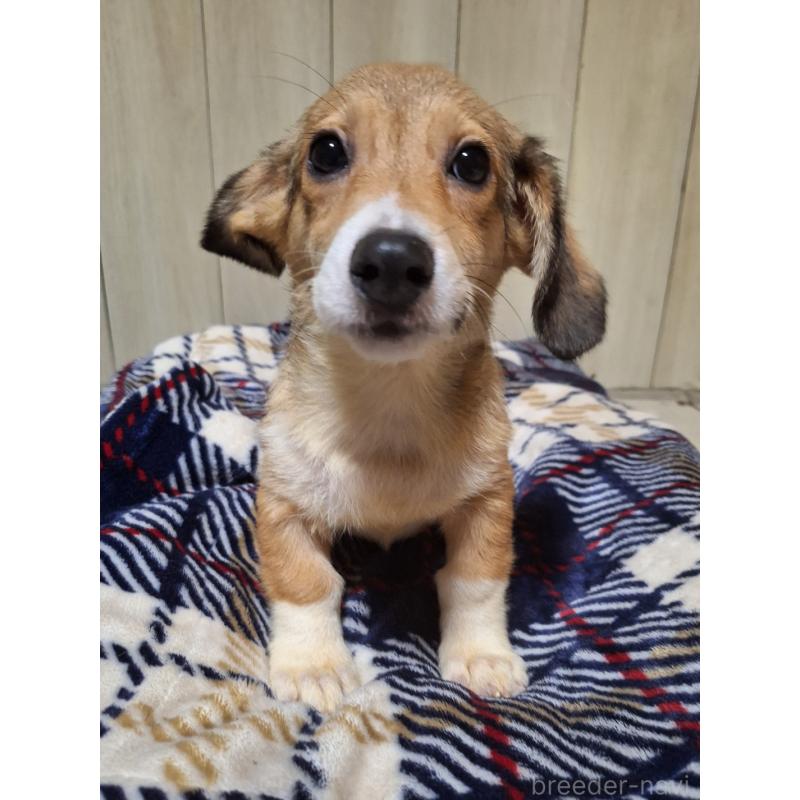 販売中の神奈川県のミックス犬-407123の4枚目