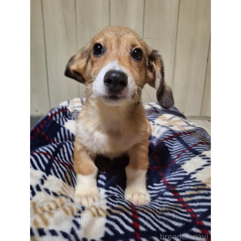 販売中の神奈川県のミックス犬-407123の3枚目