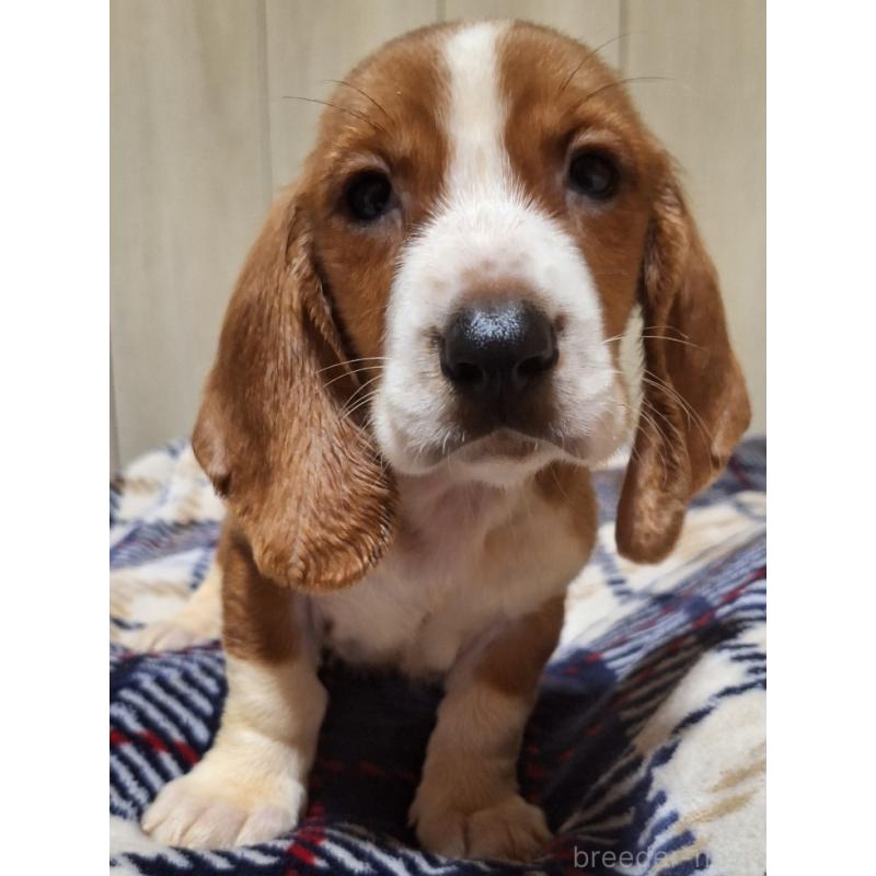 販売中の神奈川県のミックス犬-412990の12枚目