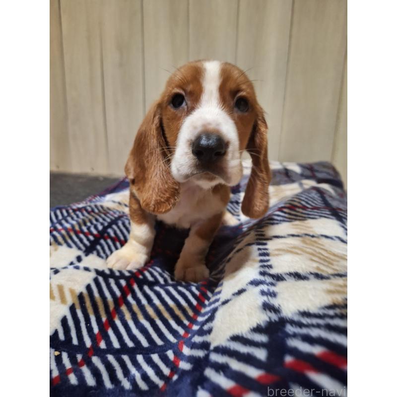 販売中の神奈川県のミックス犬-412990の11枚目
