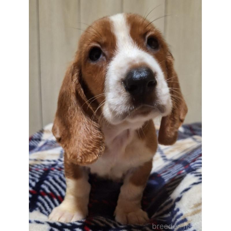 販売中の神奈川県のミックス犬-412990の10枚目