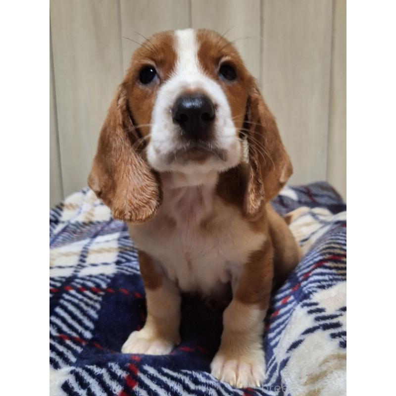 販売中の神奈川県のミックス犬-412990の5枚目