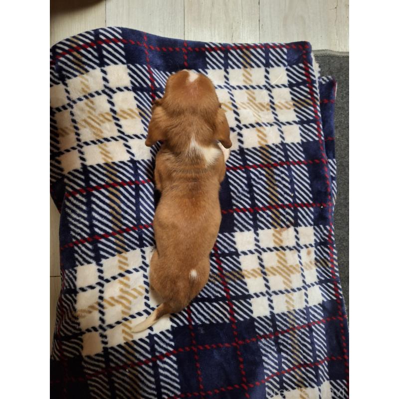 販売中の神奈川県のミックス犬-412990の2枚目