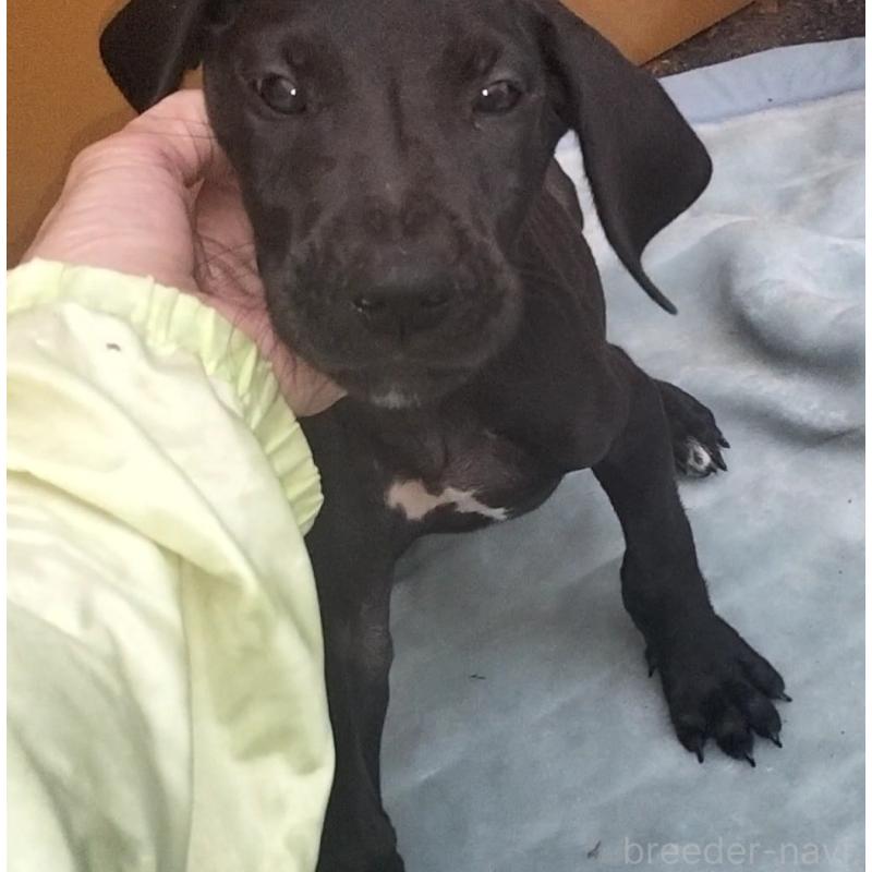 成約済の岐阜県のグレートデン-407959の1枚目